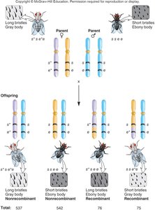 Testcross in fruit flies for genetic mapping