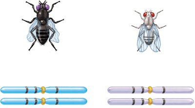 Three-factor cross setup