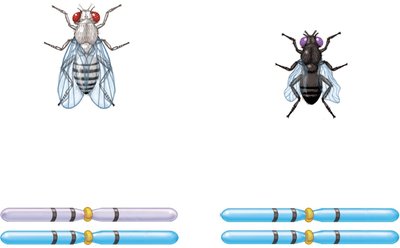 F1 heterozygote and homozygous recessive cross