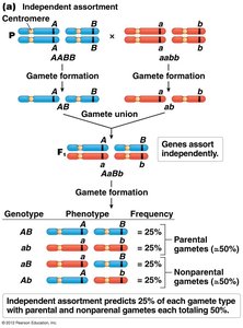 Independent assortment diagram