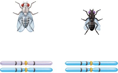 F1 heterozygote and homozygous recessive cross