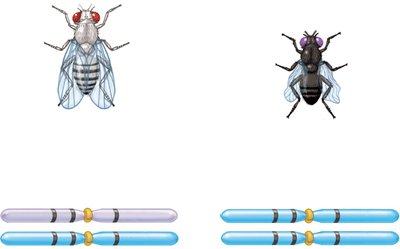 F1 heterozygote and homozygous recessive cross