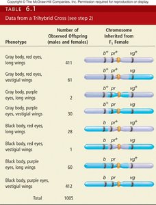 Table of offspring phenotypes from trihybrid cross