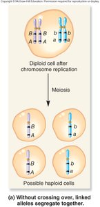 Segregation of linked alleles without crossing over