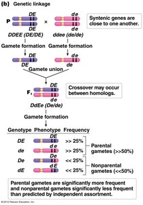 Genetic linkage diagram with crossover