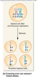 Crossing over can reassort linked alleles