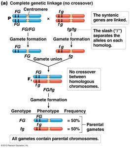 Complete genetic linkage (no crossover)