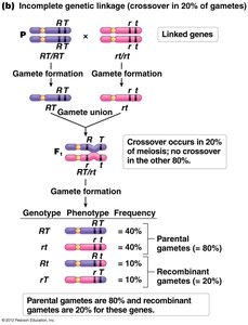 Incomplete genetic linkage (crossover in 20% of gametes)