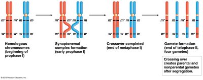 Crossing over creates parental and nonparental gametes