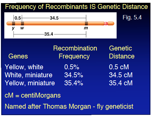 Frequency of recombinants is genetic distance