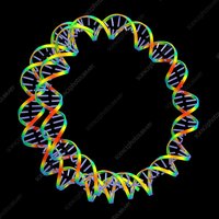 Circular bacterial chromosome