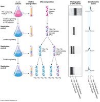 Meselson-Stahl experiment results