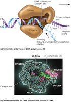 Structure of DNA polymerase