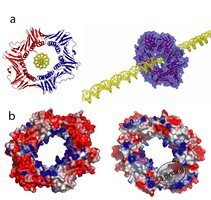 Clamp protein and DNA polymerase complex