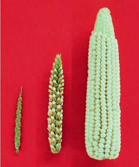 Traditional Breeding vs. Genetic Engineering