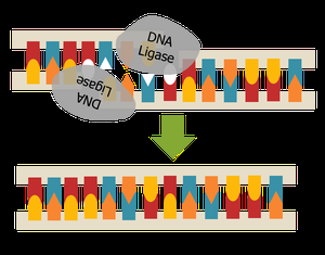 DNA ligase joining DNA fragments