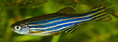 Wildtype zebrafish