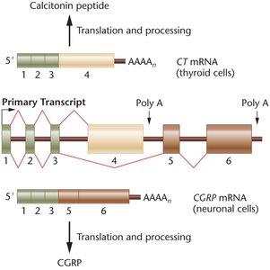 Alternative splicing diagram