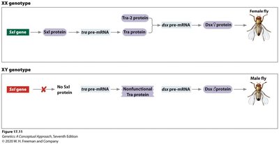 Sex determination pathway in Drosophila