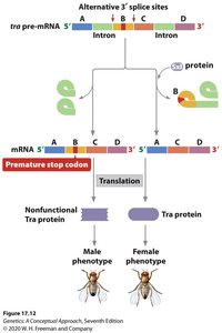 Alternative splicing of tra pre-mRNA