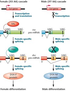 Sex determination cascade