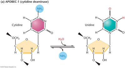 RNA editing mechanism