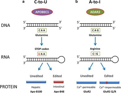 ApoB RNA editing example