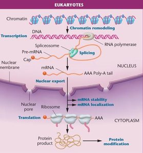 mRNA degradation pathways