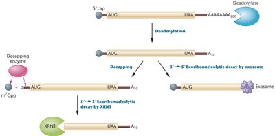 Deadenylation-dependent decay