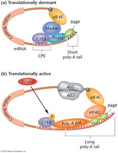 Translational regulation: dormant and active mRNA