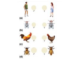 Different sex determination systems in humans, flies, birds, and bees