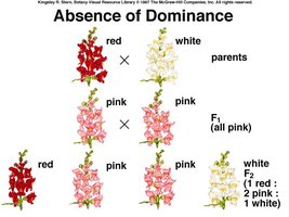 Absence of dominance in flower color