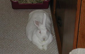 Albino rabbit
