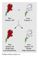 Conditional allele example: same genotype, different phenotype depending on conditions