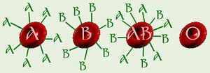 Blood types and cell surface molecules