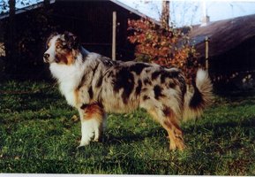 Australian Shepherd with merle coat color