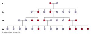 Pedigree for human baldness