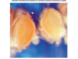 Gene dosage effect in Drosophila eye color