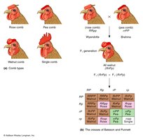 Chicken comb types and genotypes