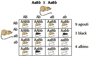 Epistasis in mouse coat color