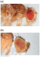 Positional effect in Drosophila eye color