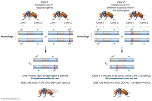 Complementation analysis in Drosophila