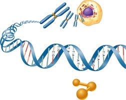DNA to protein flowchart