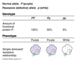 Table showing protein levels and flower color phenotypes