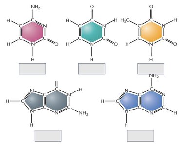 Structures of DNA and RNA bases