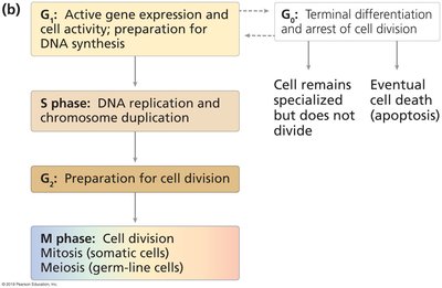 Cell cycle substages