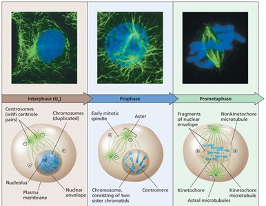 Stages of mitosis