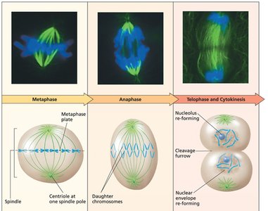 Five stages of mitosis