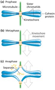 Sister chromatid cohesion