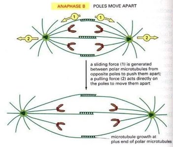 Anaphase spindle movement